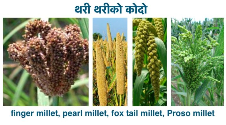 what-is-quinoa-in-nepali-is-it-kodo-junelo-makai-or-chinu-nepali-class